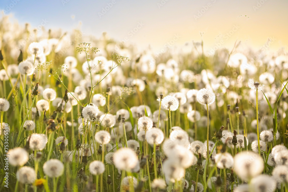 Obraz premium Summer background with blooming dandelions
