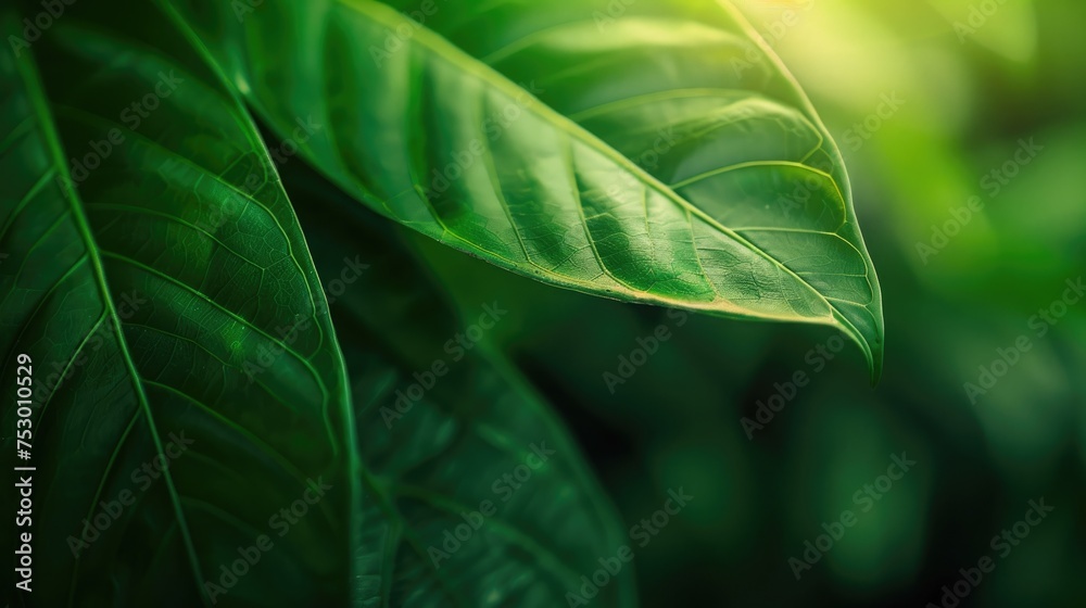 Abstract green nature background. Closeup nature view of green leaf texture for natural and freshness wallpaper concept Abstract green nature background. Closeup nature view of green leaf texture for natural and freshness wallpaper concept