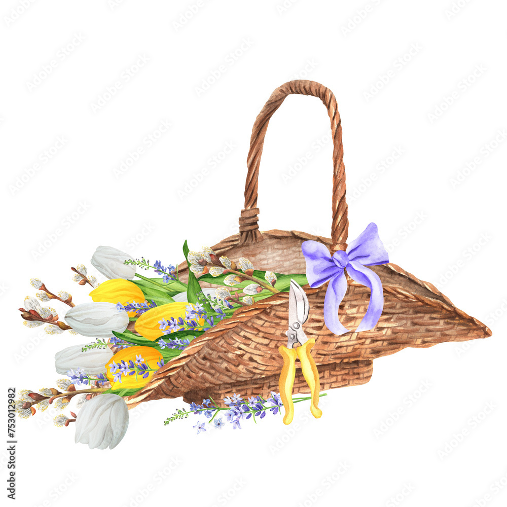 Hand-drawn watercolor illustration. Wicker basket with white and yellow tulips, lavender and pussy willow branches. Easter composition with flowers and garden scissors