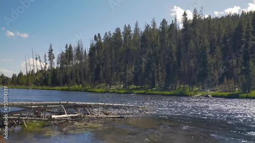 Lewis River in Yellowstone National Park winding through grass land. Woods on both sides, clear blue sky.  photo