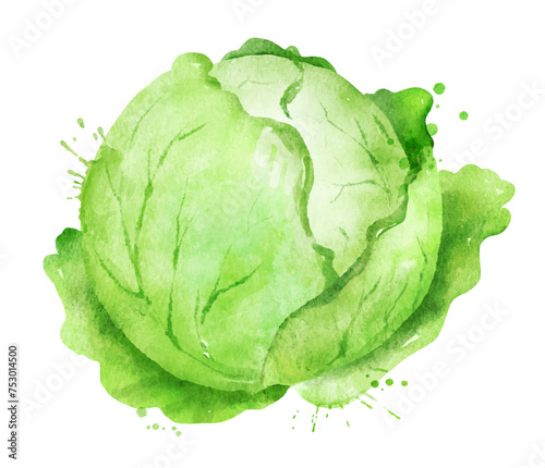 Vector isolated watercolor illustration of dutch cabbage with paint splashes.