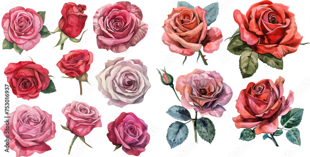 Set roses Set roses