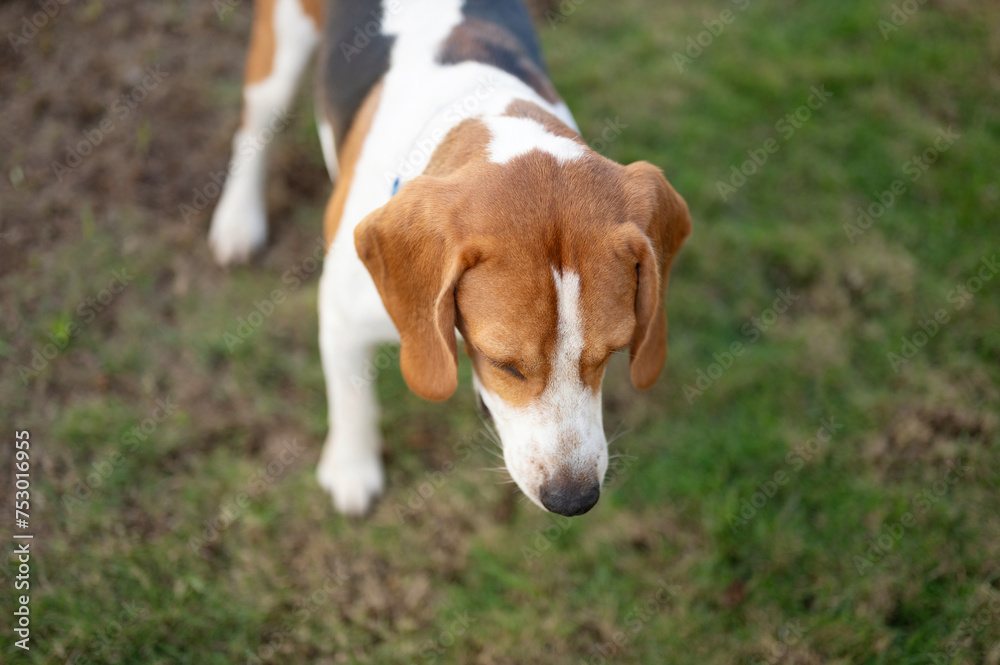 Beagle dog sit on green grass