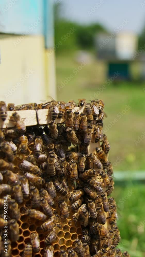 Busy working bees crawling over the frame. Honey cells filled with honey but not sealed yet. Bee hives in blur at the background. Close up. Vertical video. Busy working bees crawling over the frame. Honey cells filled with honey but not sealed yet. Bee hives in blur at the background. Close up. Vertical video.