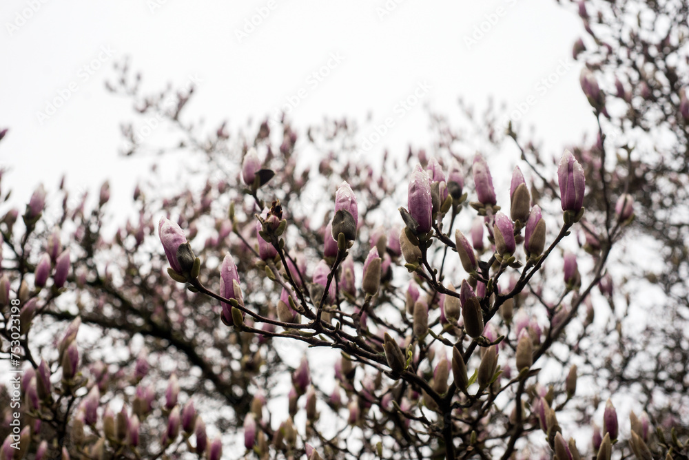 closeup of magnolia tree blossom at spring in a public garden closeup of magnolia tree blossom at spring in a public garden