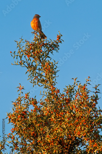 White tipped Plantcutter, Phytotoma rutila, La Pampa, Argentina photo