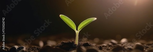 plant growing from soil, fragile young green sprout breaks through the ground on a dark outdoor background, sunset, copy space, soft focus, banner. Seed germination. Earth environment concept.