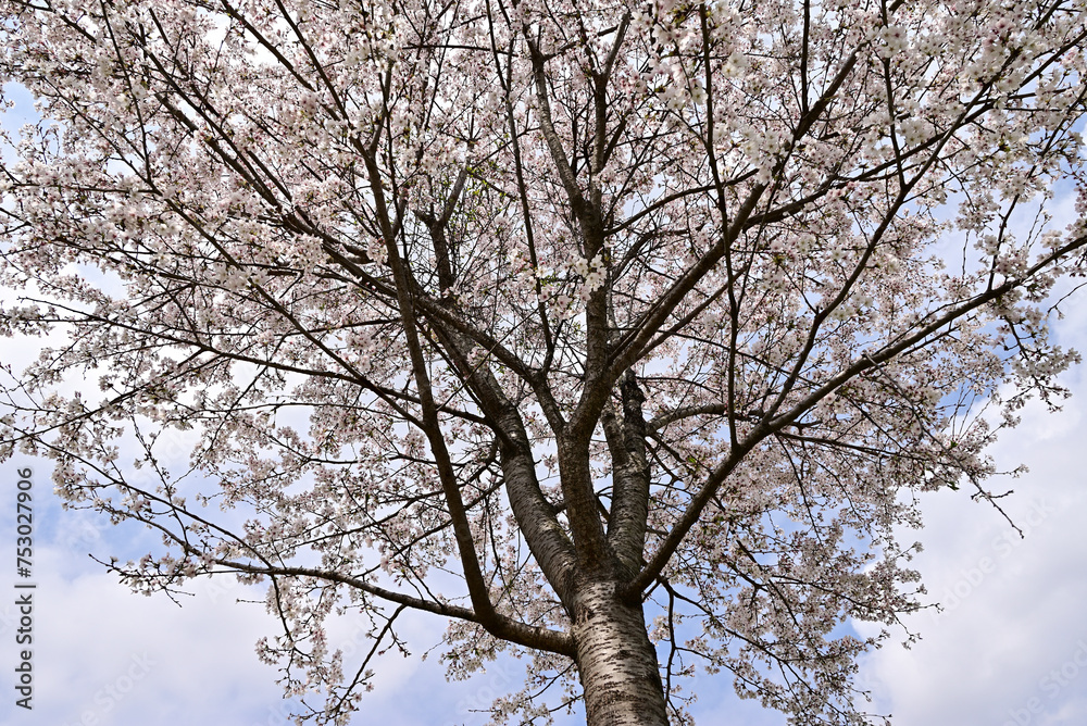 Fototapeta premium Cherry blossom in a park