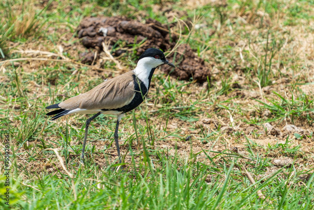 Naklejka premium The spur-winged lapwing or spur-winged plover (Vanellus spinosus)