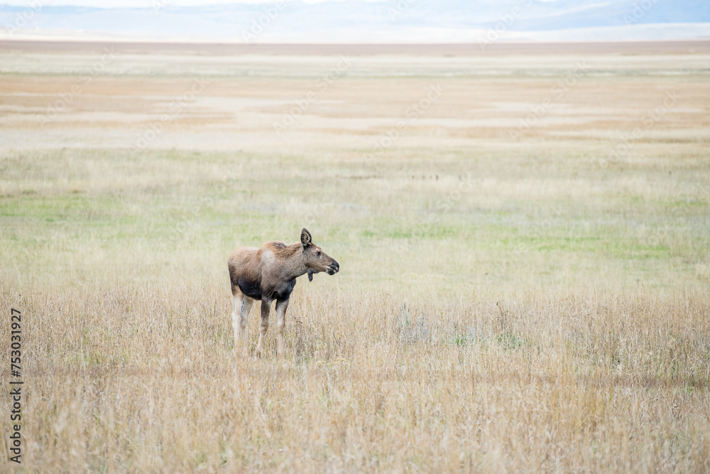 Crying Moose calf looking for his mother during autumn near Grand Teton in Wyoming Crying Moose calf looking for his mother during autumn near Grand Teton in Wyoming