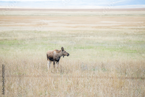 Fototapeta Naklejka Na Ścianę i Meble -  Crying Moose calf looking for his mother during autumn near Grand Teton in Wyoming