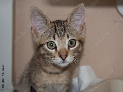 portrait of a kitten