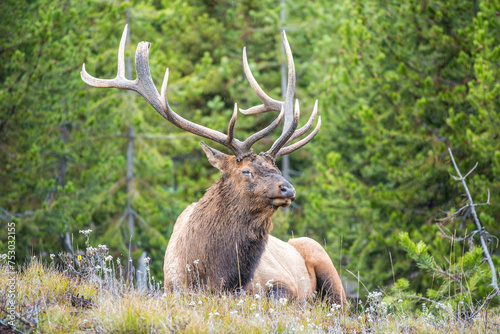Elk Bull in Yellowstone National Park during autumn in Wyoming, USA