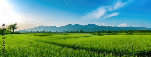 Expansive Green Rice Fields with Mountain Panorama
