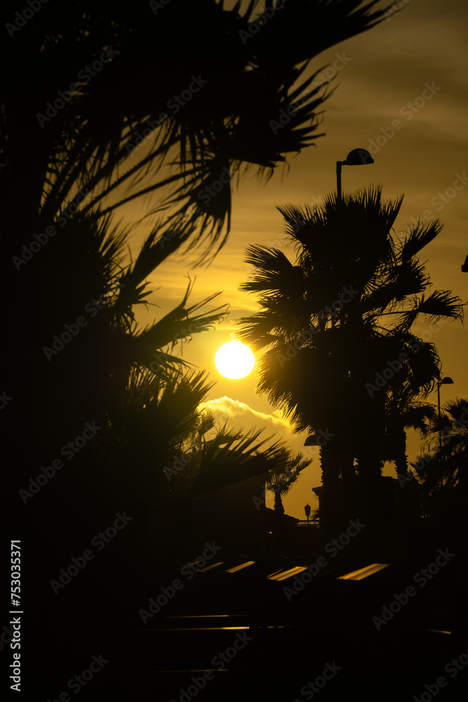 Zachód słońca między palmami, Wyspy Kanaryjskie, Fuerteventura, La Oliva - obrazy, fototapety, plakaty 