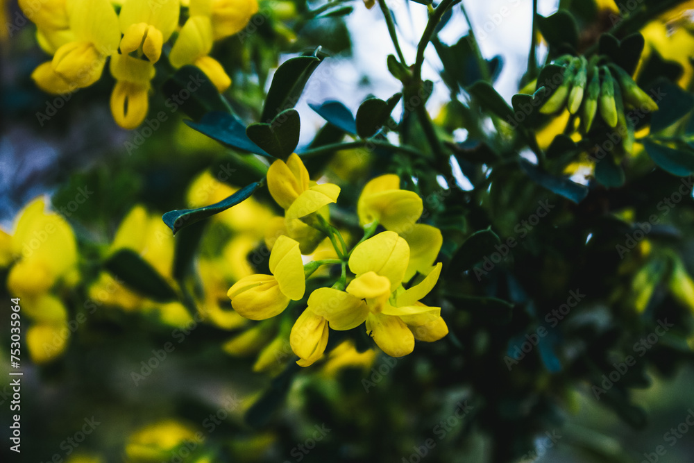 Harmony in Bloom: White and Yellow Floral Symphony