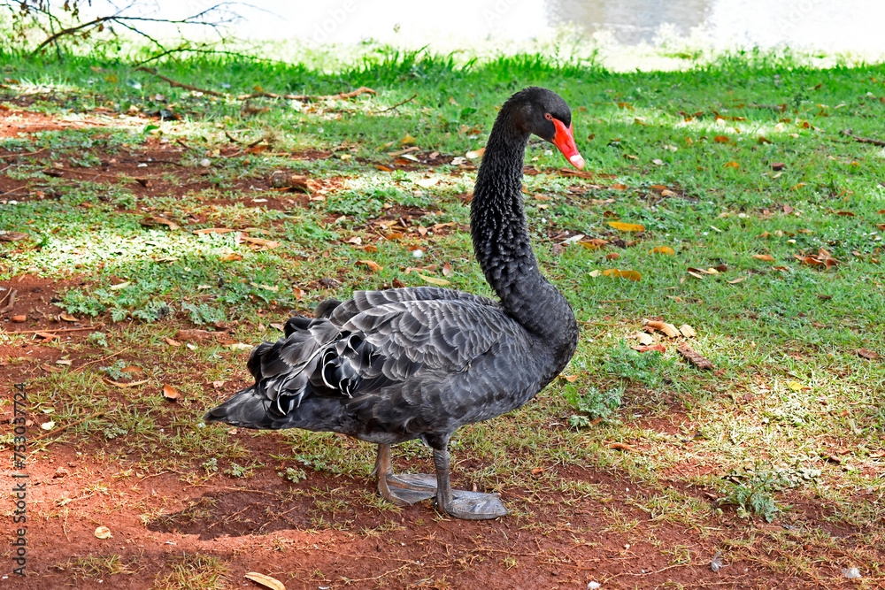Obraz premium Black swan (Cygnus atratus) on public park in Ribeirao Preto, Sao Paulo, Brazil