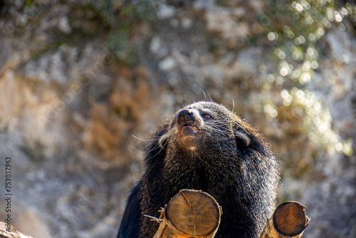 gros plan sur un binturong appelé aussi 