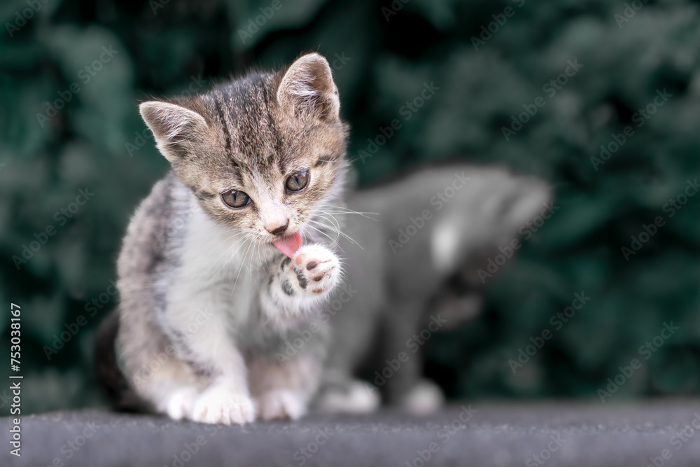 Tabby Kitten Licking Paw on Stone Surface Tabby Kitten Licking Paw on Stone Surface