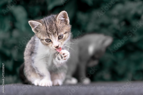 Tabby Kitten Licking Paw on Stone Surface © Petr