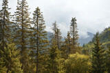 Mountain landscape with spruce forest against the background of blue forest. 