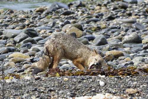 Patagonian fox (lycalopex culpaeus) eating on a rocky beach coast near Punta Arenas, Ruta 9 Sur in Patagonia, Chile