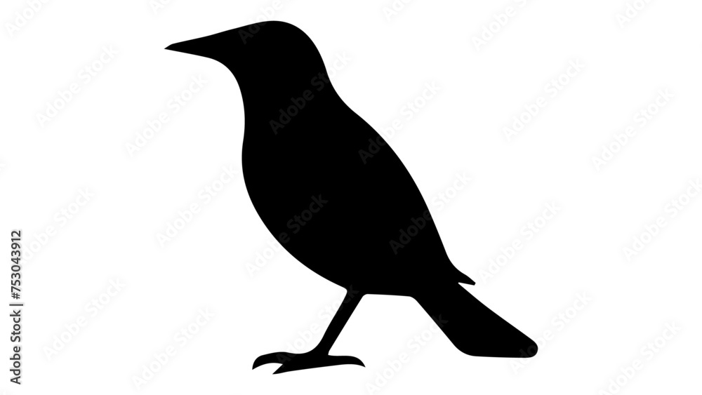 crow isolated on white crow isolated on white