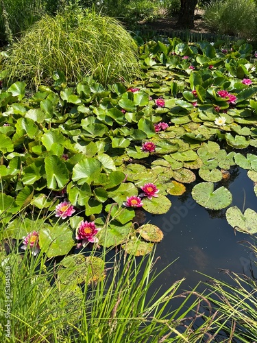 Flowers on the water