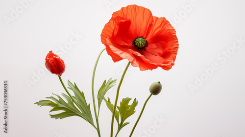 Vibrant Red Poppy Flower with Bud and Green Foliage isolated on white background.