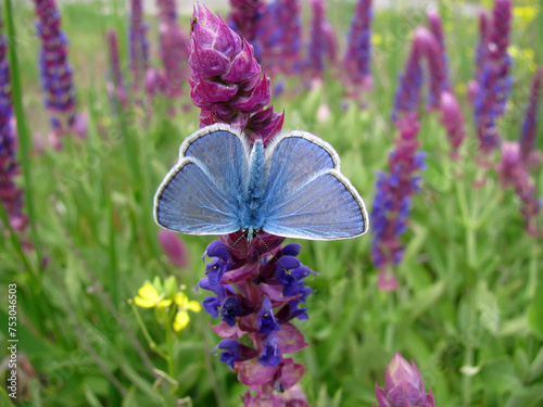 Blue butterfly on purple sage flowers