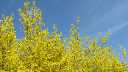 Yellow-blue natural background