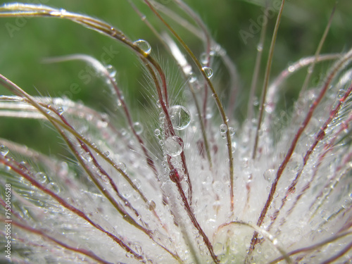 Close up of dewed Pulsatilla seeds