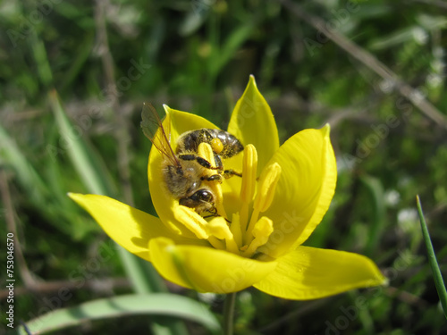 Bee on wild yellow tulip