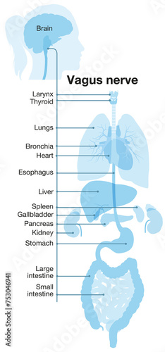 Vagus nerve, part of the parasympathetic nervous system, medically illustration. Labeled 3