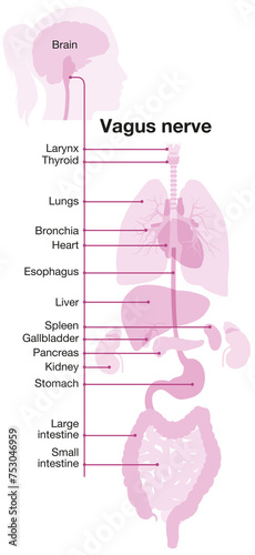 Vagus nerve, part of the parasympathetic nervous system, medically illustration. Labeled 4 photo