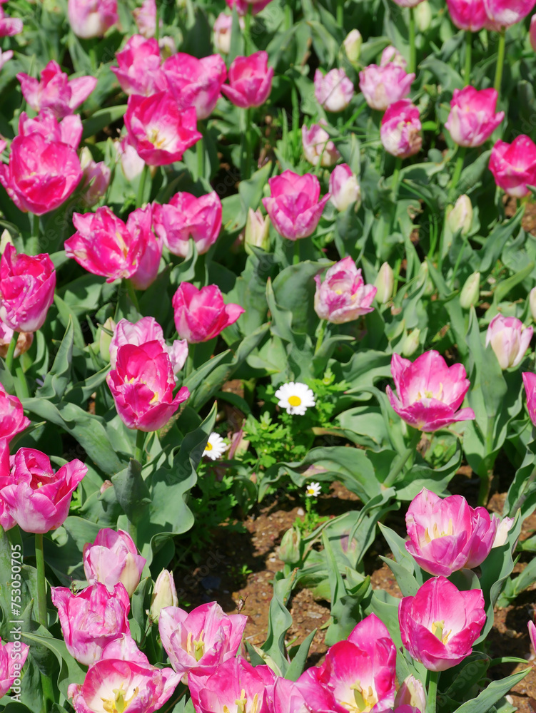 Beautiful natural pink tulips with green leaves on the lawn