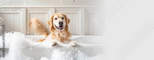 dog taking a bath grooming banner. A cute labrador retriever breed dog taking a bubble bath with his paws up on the rim of the tub. Copy space. Pet care, spa, Dog takes a shower and beauty treatment. photo