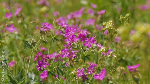 Native of woodland and meadows, Geranium sylvaticum (Wood Cranesbill) is a medium-sized, deciduous perennial which forms a bushy.  photo
