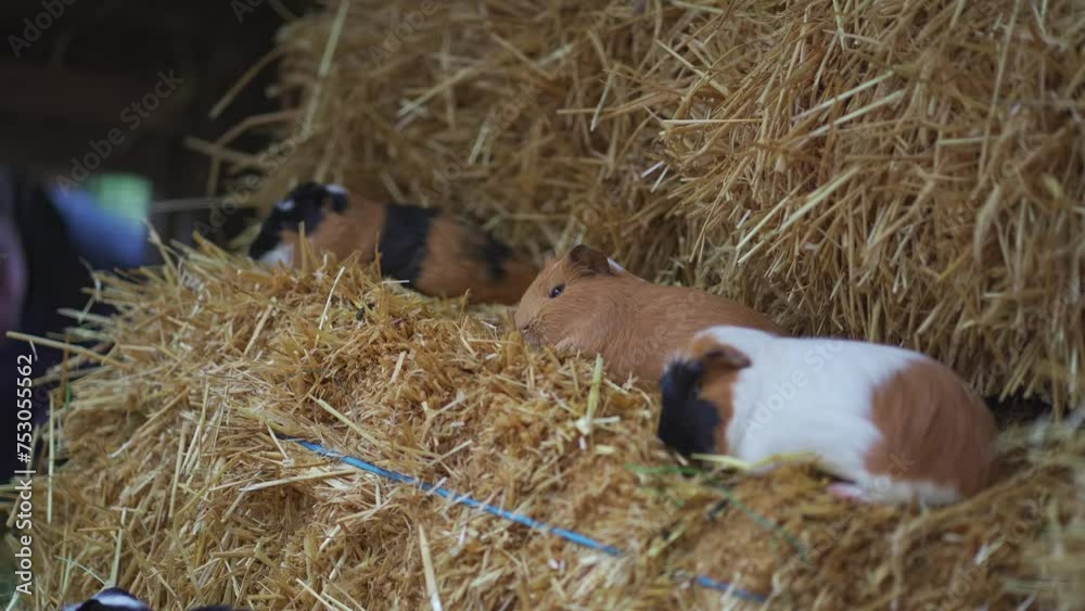 a-few-guinea-pigs-in-hay-the-topic-of-pet-breeding-lots-of-guinea