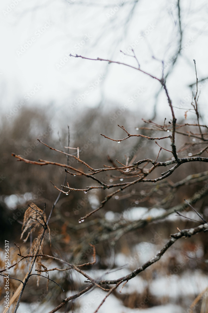 Spring nature in the village. Early spring.