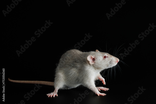 Gray rat isolated on a black background. The rodent stands on its hind legs. Close-up portrait of a pest. Photo for cutting and writing