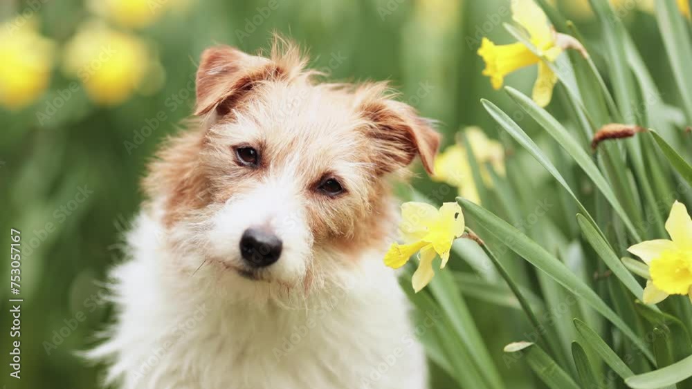 Cute happy smelling dog's face looking through the daffodil easter flowers. Spring background.