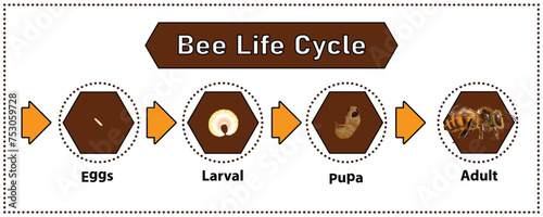 Bee Life Cycle object vector on white background.Isolated.for graphic design,education,science,agriculture and artwork.