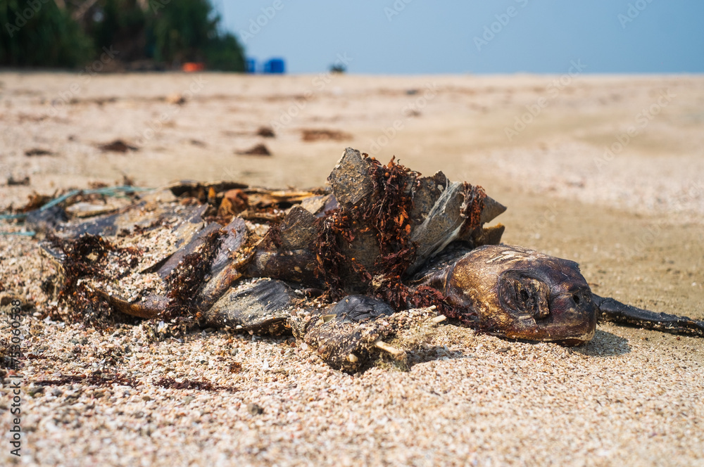 Obraz premium Rotten dead body of a turtle is laid on a sea beach, Extinction of endangered species 