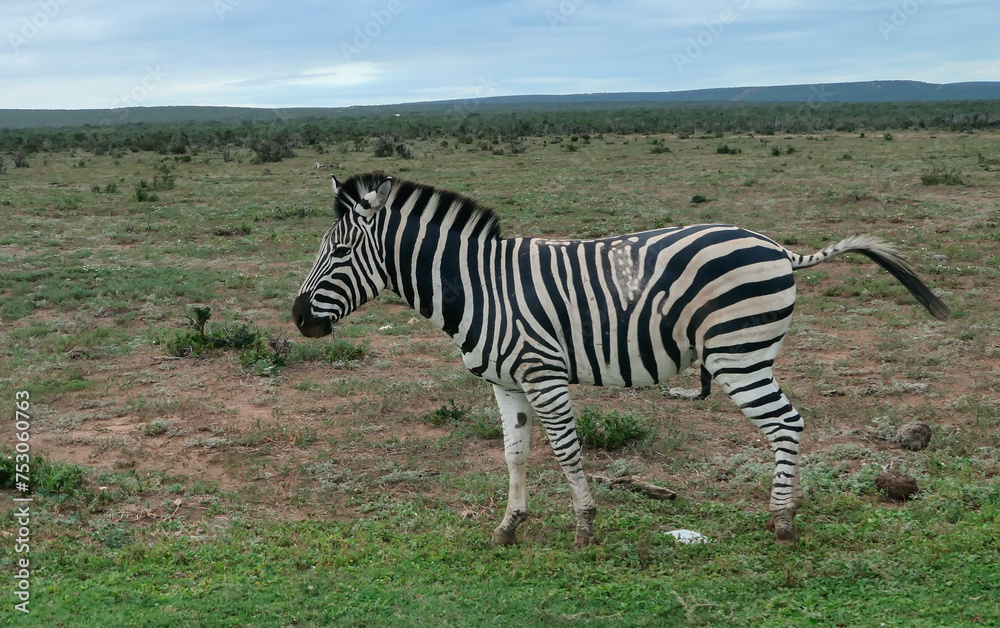 Zebras in der Wildnis und Savannenlandschaft von Afrika Zebras in der Wildnis und Savannenlandschaft von Afrika