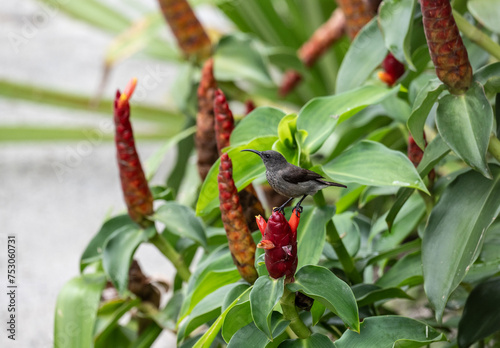 gray sunbird on tropical flowers in natural conditions in the Seychelles