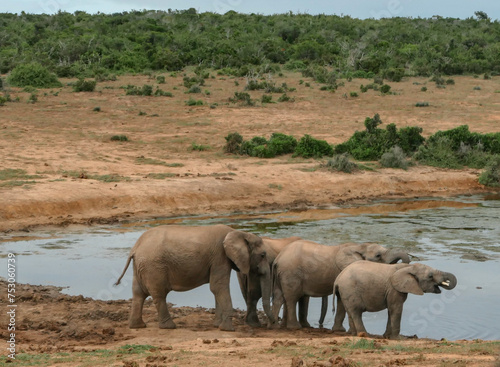 Elefant in der Wildnis und Savannenlandschaft von Afrika © Mathis