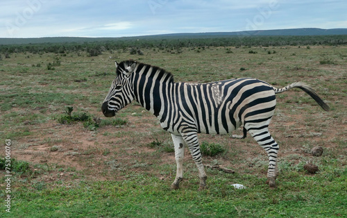 Zebras in der Wildnis und Savannenlandschaft von Afrika