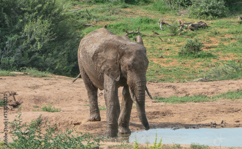 Elefant in der Wildnis und Savannenlandschaft von Afrika photo