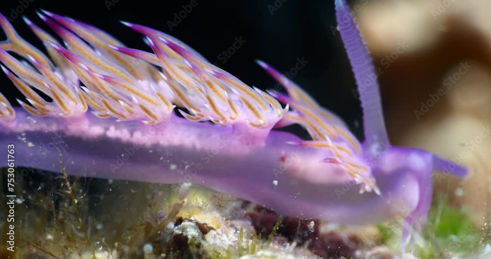  nudibranch flabellina together on a hydra colony  nudi branch nudybranch  underwater slug ocean scenery